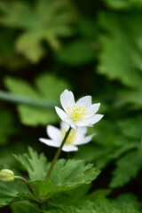 ニリンソウの白い花