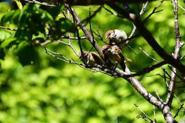 固まって鳴くスズメの幼鳥たち