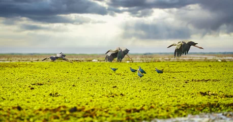 Foto op Plexiglas wild water birds at wetland field and lake © Mongkolchon
