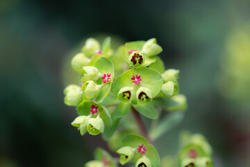 ユーフォルビア・マーチニー