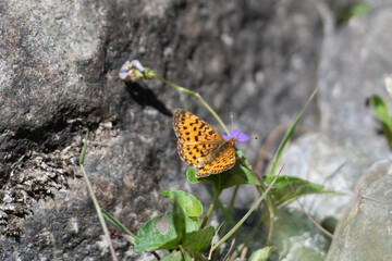 A macro of a yellow butterfly with black spots as it sits on the branch of a green shrub. The background is dark green with lots of leaves. The flying insect has black spotted wings, and antennas. 