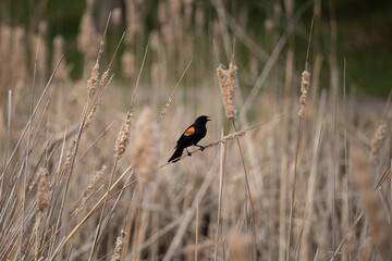 red winged blackbird on a wetland reed