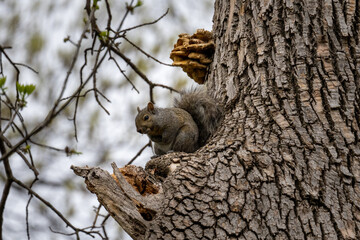 cold squirrel sitting on a broken branch in a tree