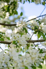 crabapple blossoms in the early spring
