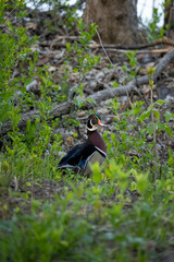 wood duck on the side of the trail cautiously watching