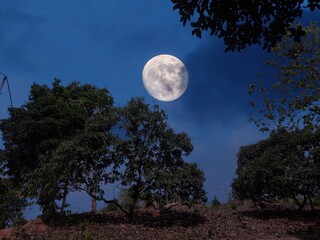 Fototapeta na wymiar full moon over the forest
