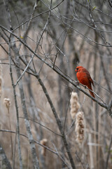 cardinal on a leafless branch at the first signs of spring