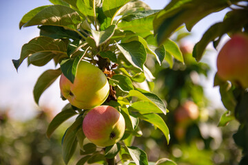 Apples Russian Paws. A branch with varietal apples on a young apple tree. Liquid apples under the bright sun.