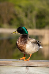 male mallard duck on a pier railing on a lake