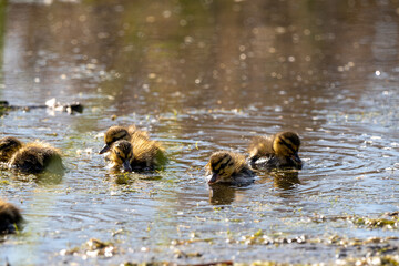 young ducklings curiously exploring a still lake