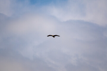 american bald eagle flying towards the camera with clouds behind