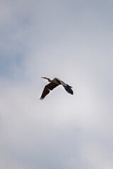 Obraz premium great blue heron flying on a cloudy day