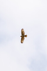 underside of a hawk flying on a cloudy day