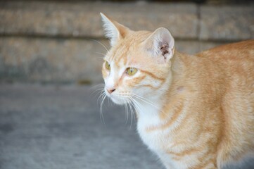 cute cat in country Thailand