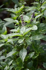 Ocimum basilicum plant in nature garden