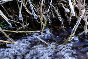 寒い冬の朝に小川の畔の草に氷柱