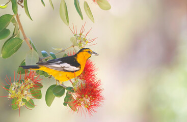 Hooded Oriole
