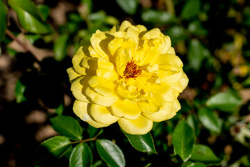 
' Golden Showers' Rose flowers in field, Ontario, Canada.
Scientific name: Rosa 'Golden Showers'
