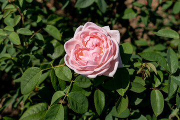 'Home and Garden' Rose flowers in field, Ontario, Canada.
Scientific name: Rosa 'Home and Garden'
