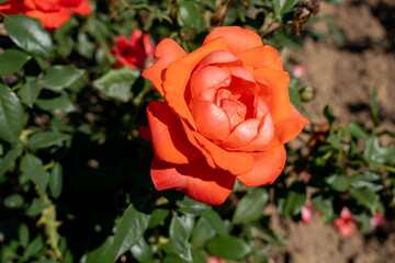 'Lasting Peace' Rose flowers in field, Ontario, Canada.
Scientific name: Rosa 'Lasting Peace'
