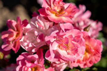 'Maxi Vita' Rose flowers in field, Ontario, Canada.
Scientific name: Rosa 'Maxi Vita'
