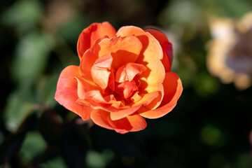 'Carefree Celebration' Rose flowers in field, Ontario, Canada.
Scientific name: Rosa 'Carefree Celebration'
