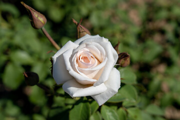 'Anniversary Blush' Rose flowers in field, Ontario, Canada.
Scientific name: Rosa 'Anniversary Blush'
