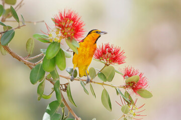 Hooded Oriole