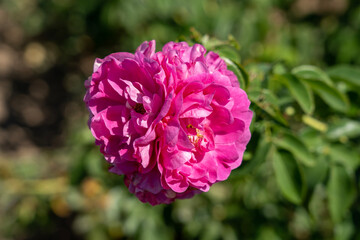 Obraz premium 'John Cabot' Rose flowers in field, Ontario, Canada. Scientific name: Rosa 'John Cabot' 
