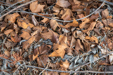 Dry maple leaves scattered on the floor.