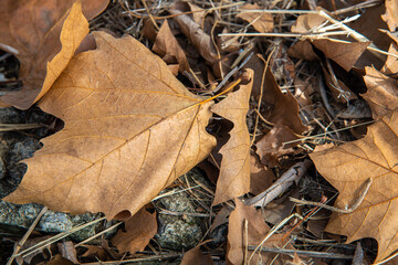 Dry maple leaves scattered on the floor.