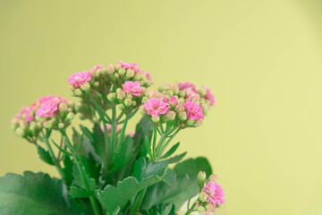 Flower arrangement of begonias on yellow background