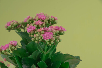 Flower arrangement of begonias on yellow background