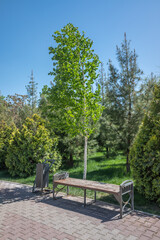 wooden bench in the park spring nature