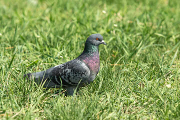 Dove sits in green grass in spring