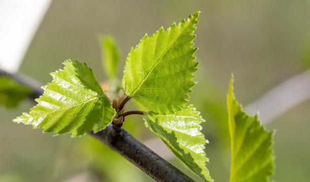 young green shoots of birch catkins on a blurred background