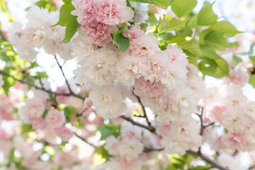満開の八重桜。The double cherry blossoms are in full bloom.