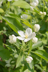 Obraz na płótnie Canvas spring white flowers apple tree close up