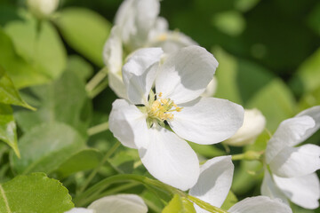 Fototapeta na wymiar spring white flowers apple tree close up