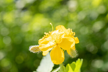 yellow celandine flower close up