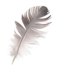 bird feather on white background