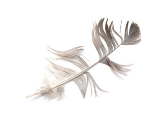 bird feather on white background