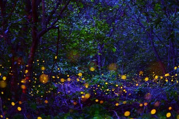 Firefly flying in the forest. Fireflies in the bush at night. Long exposure photo.