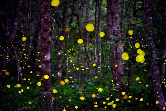 Firefly flying in the forest. Fireflies in the bush at night. Long exposure photo.