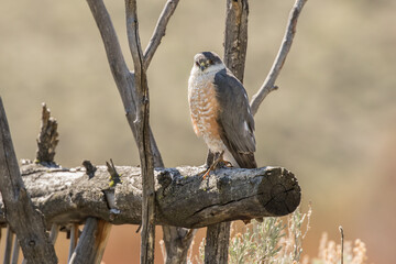 Perched Merlin Falcon