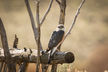 Merlin Falcon