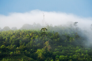 Tropical forest on a foggy morning. Rainforest trees and thick bushes as well as dead trees...