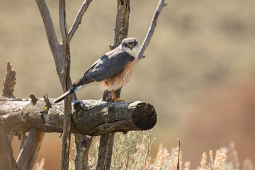 Merlin Hunts the Bird Feeder