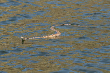 Swimming Bull Snake