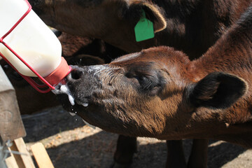 Baby calf drinking a milk supplement from a bottle on a farm. © Starsania